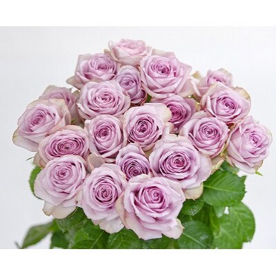 【紫系】薔薇の花 20本×長さ60cm (切り花延命剤付属)※ 配送不可 沖縄・離島
