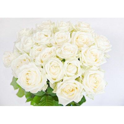 【白系】薔薇の花 20本×長さ60cm (切り花延命剤付属)※ 配送不可 沖縄・離島