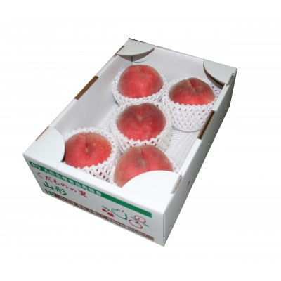 白桃《硬い桃》1.4kg(4～6玉) 品種おまかせ 秀品　2026年産