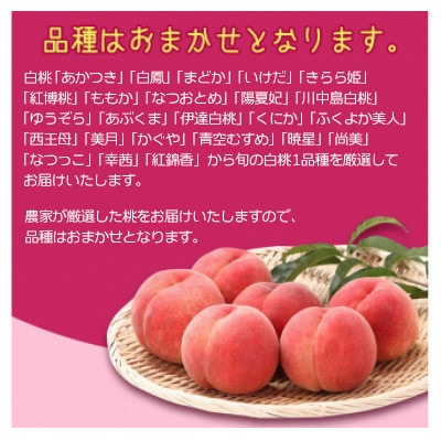 山形の白桃 3kg(8～16玉)  品種おまかせ 秀品　2026年産