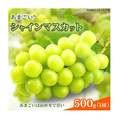 あまごい!シャインマスカット 500g (1房)秀品【贈答用】2026年産 山形県産