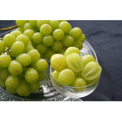 あまごい!シャインマスカット 500g (1房)秀品【贈答用】2026年産 山形県産