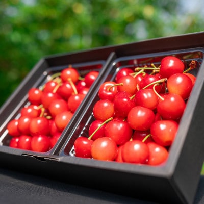 2026年 さくらんぼ 「 紅秀峰 」 600g 特秀品 2Lサイズ  (300g×2)  山形県産