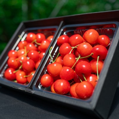 2026年産 さくらんぼ 「 紅秀峰 」 600g 秀品 2L以上  (300g×2)  山形県産