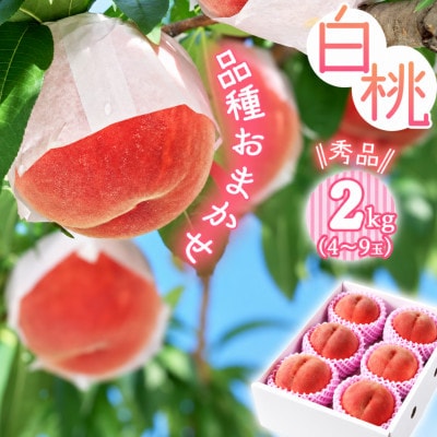2027年産 【ミネラル肥料栽培】 白桃 2kg 秀品 品種おまかせ (4～9玉) 山形県産