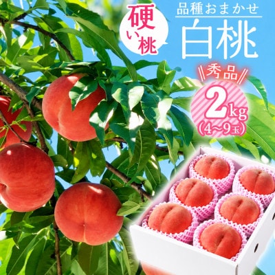2027年産 【ミネラル肥料栽培】 硬めの白桃 2kg 秀品 品種おまかせ (4～9玉) 山形県産