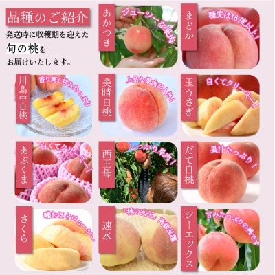 2026年産 【ミネラル肥料栽培】 硬めの白桃 2kg 秀品 品種おまかせ (5～9玉) 山形県産