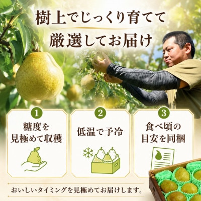 山形県産 特秀品「ラフランス」2kg 化粧箱入り(5～9玉) 贈答向けとろける甘さと芳醇な香りの洋梨