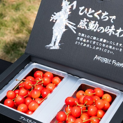 2027年産 さくらんぼ「佐藤錦」500g(250g×2) 「秀品」 L以上 山形県産