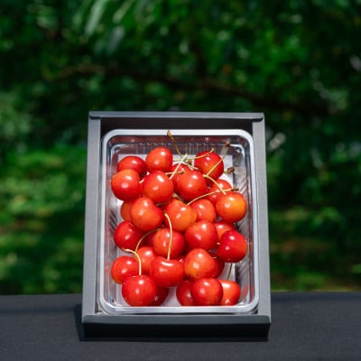 2026年 さくらんぼ「 紅秀峰 」300g 秀品 2Lサイズ (300g×1) 山形県産