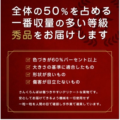2026年 さくらんぼ「 紅秀峰 」300g 秀品 2Lサイズ (300g×1) 山形県産