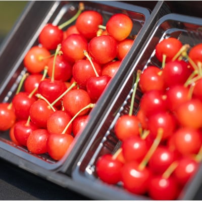 2026年 さくらんぼ「 紅秀峰 」600g 特秀品 Lサイズ (300g×2) 山形県産