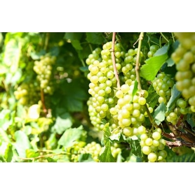 【支援品】月山山麓シャルドネ白ワイン (720ml×2本) 山形県寒河江産ぶどう使用 015-E15