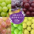 シャインマスカット・品種おまかせぶどう詰合せセット 2房(計1kg以上)