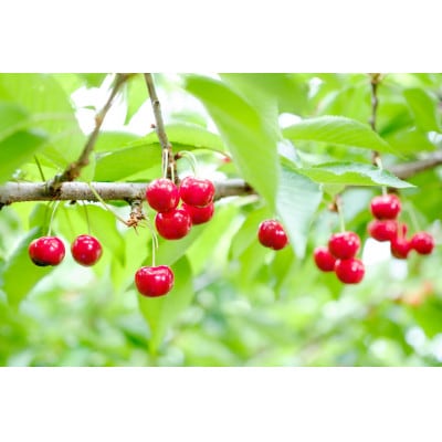 【令和8年産先行予約】朝摘み紅秀峰 3L玉 600g(300g×2パック)