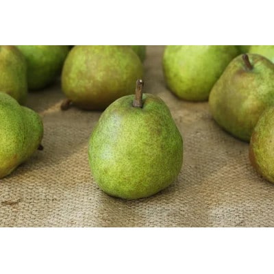 完熟ラ・フランス 5kg