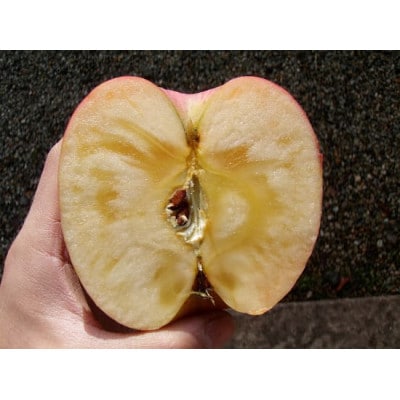 樹上完熟ふじ訳あり 15kg