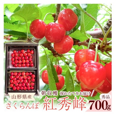 令和8年産 朝穫り!寒河江市産さくらんぼ 紅秀峰 700g 秀品 【Re:Farmやまがた】