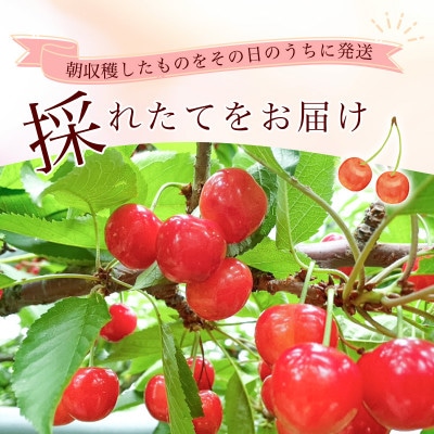 令和8年産 朝穫り!寒河江市産さくらんぼ 紅秀峰 720g 秀品 家庭用 【Re:Farmやまがた】