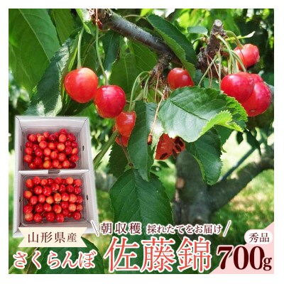 令和8年産 朝穫り!寒河江市産さくらんぼ 佐藤錦 700g 秀品 【Re:Farmやまがた】