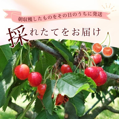 令和8年産 朝穫り!寒河江市産さくらんぼ 佐藤錦 700g 秀品 【Re:Farmやまがた】