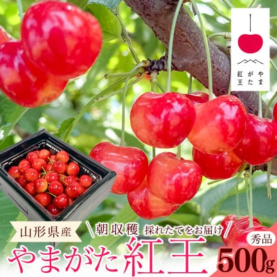 令和8年産 朝穫り!寒河江市産さくらんぼ やまがた紅王 500g 秀品 【Re:Farmやまがた】