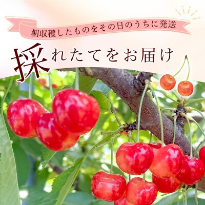 令和8年産 朝穫り!寒河江市産さくらんぼ やまがた紅王 500g 秀品 【Re:Farmやまがた】