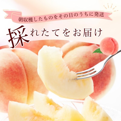 令和8年産 朝穫り! 柔らかくなる白桃 品種おまかせ 秀品 2kg【Re:Farmやまがた】