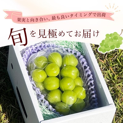 令和8年産　山形県産 シャインマスカット 秀品 約650g(1房) 【Re:Farmやまがた】