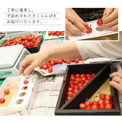 【先行予約】山形県産 さくらんぼ 佐藤錦 L 秀品 1kg(ばら詰)