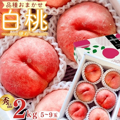 【先行予約】令和8年産 白桃 硬めの桃 秀品 2kg (5玉-9玉) 品種おまかせ 山形県産