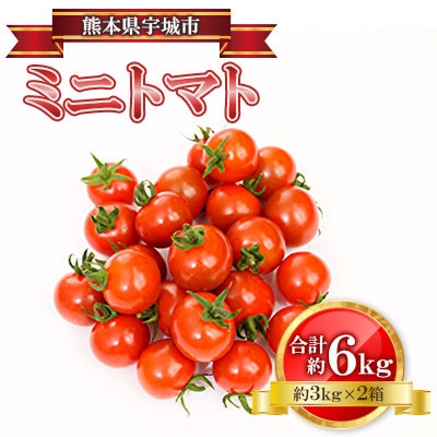 ミニトマト 約3kg×2箱 合計約6kg【2025年2月上旬から2025年4月下旬発送予定】