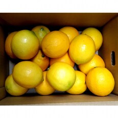 国産マイヤーレモン　3kg