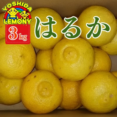 はるか みかん　3kg