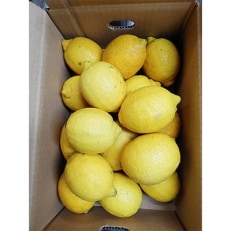 国産リスボンレモン　2.5kg | ふるさと納税のお礼品