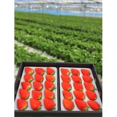 【2月発送】季節限定!新鮮朝摘みいちご「さがほのか」化粧箱入り 500g×2パック