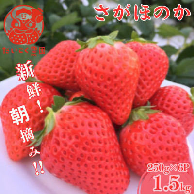 【先行予約!2026年3月より順次発送】新鮮朝摘みいちご「さがほのか」約1.5kg 【だいこく農園】