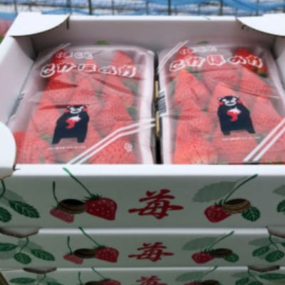 【先行予約!2026年3月より順次発送】新鮮朝摘みいちご「さがほのか」約1.5kg 【だいこく農園】