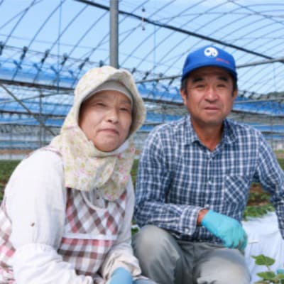 【先行予約!2026年3月より順次発送】新鮮朝摘みいちご「さがほのか」約1.5kg 【だいこく農園】