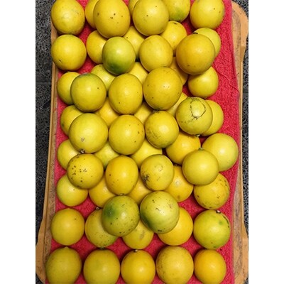 三角　グラントレモン(5kg)