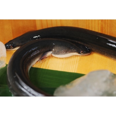 【2022年4月下旬発送】希少!数量限定!海水育ちの天草藍うなぎ　特大!蒲焼き2尾セット(宇城市)