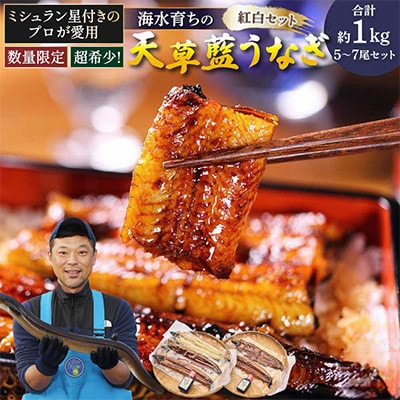 希少!数量限定!海水育ちの天草藍うなぎ　紅白5～7尾セット(宇城市)