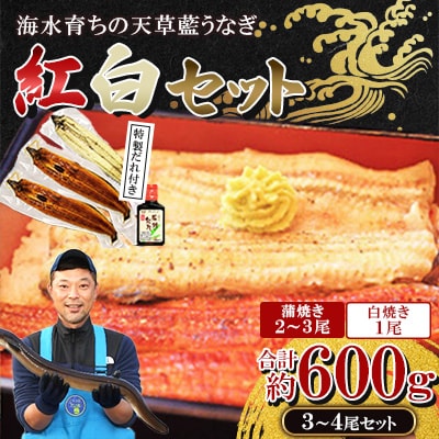 【毎月定期便】希少!数量限定!海水育ちの天草藍うなぎ 紅白3～4尾セット(宇城市)全2回
