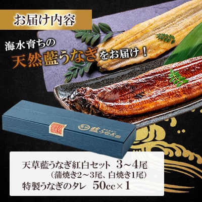 【毎月定期便】希少!数量限定!海水育ちの天草藍うなぎ 紅白3～4尾セット(宇城市)全2回