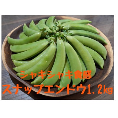 熊本県宇城市産スナップエンドウ【サラダスナップ1.2kg】　温室栽培!
