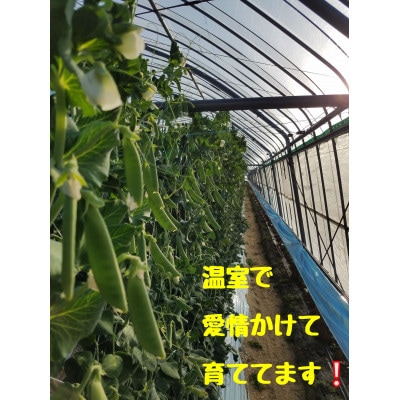 熊本県宇城市産スナップエンドウ【サラダスナップ1.2kg】　温室栽培!
