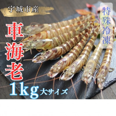 【特殊冷凍】車海老1kg (大サイズ厳選品)(24~32尾) 水揚げ即真空パック&瞬間冷凍で鮮度抜群