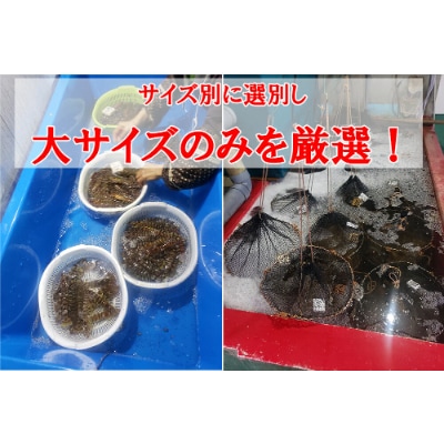 【特殊冷凍】車海老750g (大サイズ厳選品)(18~24尾)水揚げ即真空パック&瞬間冷凍で鮮度抜群