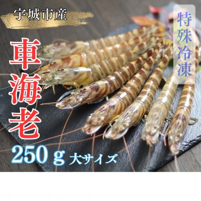 【特殊冷凍】 車海老 250g (大サイズ厳選品)(6~8尾)水揚げ即真空パック&瞬間冷凍で鮮度抜群