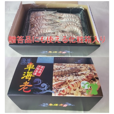 【特殊冷凍】 車海老 250g (大サイズ厳選品)(6~8尾)水揚げ即真空パック&瞬間冷凍で鮮度抜群